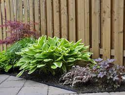 Shade Plants For Zone 5 Growing Shade Plants In Zone 5 Gardens