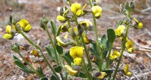 Image result for Crotalaria valida