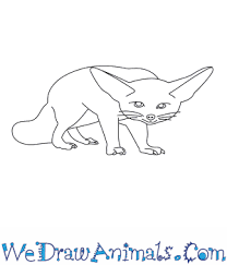 Now make the outline for the legs and the feet. How To Draw A Fennec Fox