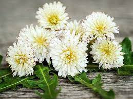 Japanese White Dandelion White Dandelion Dandelion Perennials