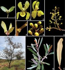 Image result for Sphedamnocarpus