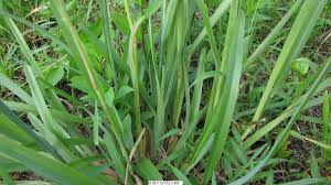 Image result for Eustachys