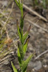 Image result for Buchnera affinis