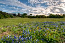 Flowers in season in april in texas. 2021 Wildflower Season Still On Track After Winter Storm Lady Bird Johnson Wildflower Center