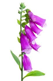 Image result for flowers against white background