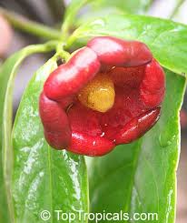 Image result for Uvaria