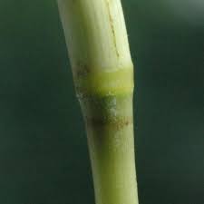 Image result for Eulalia polyneura