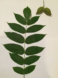Butternut Leaf Nut Plant Leaves Leaves Plants