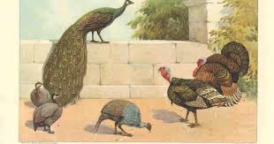 Guinea Fowl Birds That Look Like Turkeys Pin On Birds
