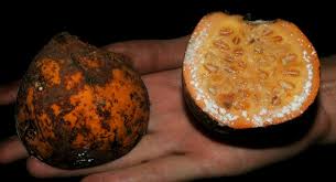 Image result for Landolphia