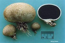 White flesh how cutting the above mushroom in half top to bottom, the yellowish interior reveals it's past time to eat it. Scleroderma Citrinum Mushroomexpert Com