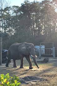 We did not find results for: Calling All Explorers 10 Reasons To Visit The Jacksonville Zoo And Gardens