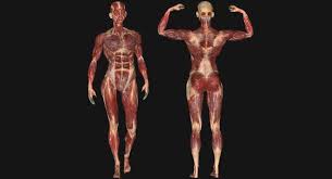3d Model Muscular Rig Male 3d Model Model Anatomy Models
