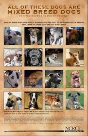 Pitbull Breeds Chart Www Bedowntowndaytona Com