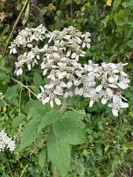 Image result for Verbesina