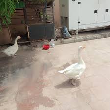2021 nascar cup series 2021 nascar xfinity series Matured Male And Female Geese For Urgent Sale Agriculture Nigeria