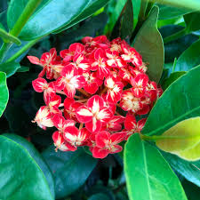 Image result for Ixora hartiana
