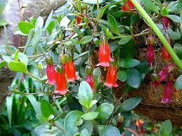 Check spelling or type a new query. Red Bell Flowers Succulent Succulent Red Flowers Bell Hd Wallpaper Peakpx