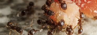 Ant Control Dealing With Ants Rentokil