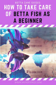 Pin On Betta Siamese Fighting Fish