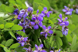 Check spelling or type a new query. All The Floridanative Trees Are On Our List Here Lignum Tropical Plants Poinciana