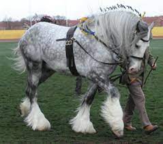 Shire Baron Horses Big Horses Pretty Horses