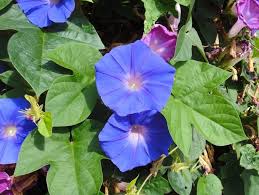 Image result for Ipomoea blepharophylla