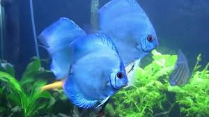 Please click here to see the fish profile explaining the keeping and breeding conditions for this species. Blue Discus 90 Gallons Tank Youtube