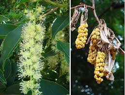 Image result for Phytolacca dioica