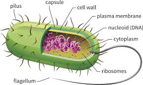 Outermost covering of animal cell is made up of. The Fascinating World Of Cell Organelles And Their Functions Biology Wise