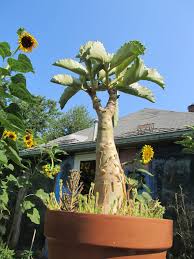 Image result for Cyphostemma subciliatum