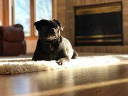 Hund macht nicht ins bett, nicht in den laufstall, sondern stets so weit wie möglich vom heimbereich entfernt. Hund Pinkelt In Die Wohnung Obwohl Stubenrein Warum Du Dafur Verantwortlich Bist Dog Native