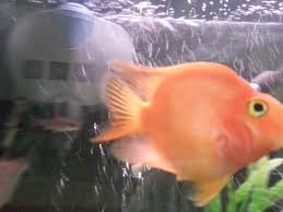 It is about 8 inches long (20 centimeters). Parrots My Aquarium Club