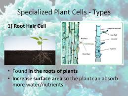 The specialized cell types found in plant stems, leaves, roots, flowers, and fruits are organized into three tissue systems: Plant And Animal Cells Which 2 Organelles Do You Only Find In Plant Cells Cell Wall And Chloroplast Ppt Download