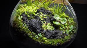 See and discover other items: The Carnivorous Sundew Terrarium Youtube