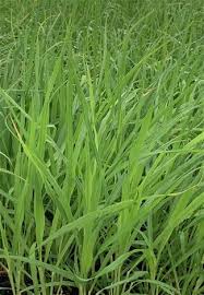 Image result for Cymbopogon nardus