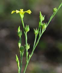 Image result for Limeum sulcatum