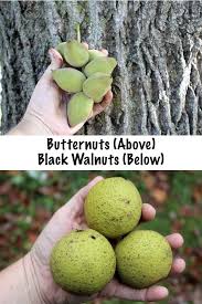 Foraging Butter Nuts Juglans Cinerea Butternut Tree Identification And Processing Tree Identification Butternut Foraging