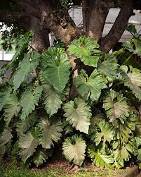 Guaimbe Da Folha Ondulada Philodendron Undulatum Otima Opcao De Especie Arbustiva Para Fechamentos E Cenario De Fund Cultivo De Flores Filodendro Paisagismo