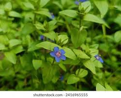 Image result for Lysimachia monelli