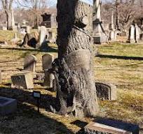 Have you ever wondered about the significance of tree stump ...