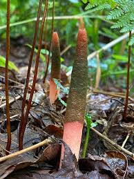 Image result for Mutinus elegans