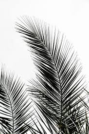 Black And White Art Prints Palm Leaves Art Print By Mareike Bohmer Graphics And Photography Society6 Palm Leaf Art Leaf Art Framed Art Prints