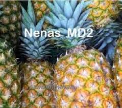 Manakah penulisan yang benar dan baku untuk kata nenas atau nanas? Anim Agro Technology Kenali Nenas Md2
