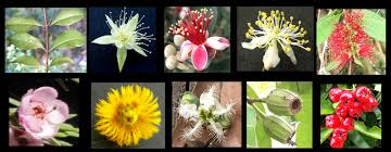 Image result for Myrtaceae