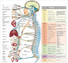 15 Free Body Diagram Templates Sample Example Format