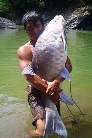 Penjualan ikan empurau atau juga dikenali sebagai ikan kelah dalam talian menyediakan pendapatan lumayan kepada sebilangan penduduk kampung di sarawak. Zain Muttaqin Muttaqinzen Twitter