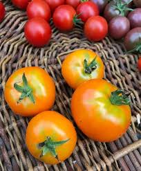 Orange Pixie Large Cherry Tomato 65 80 Days Orange Pixie Yields Gorgeous Deep Golden Orange Fruit In The Shape Of Little Pumpkins Tomato Fruit Orange Fruit