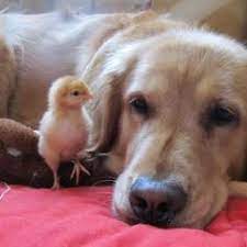 Top keywords % of search traffic. Pet Care Center At Luna Park Petcarecenter Profile Pinterest