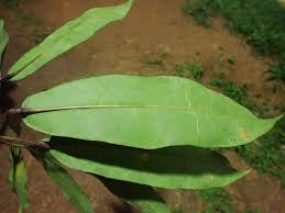 Image result for Astropanax